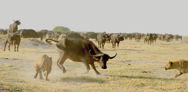 Lioness Vs. Buffalo 6