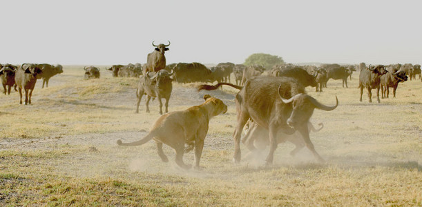 Lioness Vs. Buffalo 7