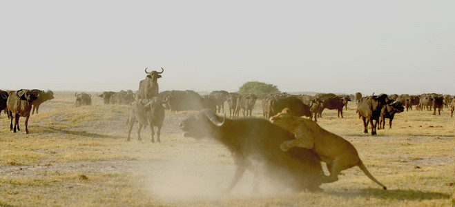 Lioness Vs. Buffalo 8
