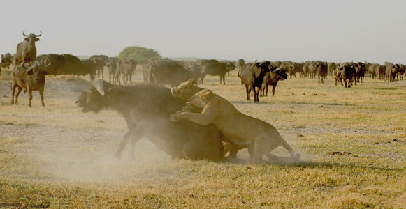 Lioness Vs. Buffalo 9