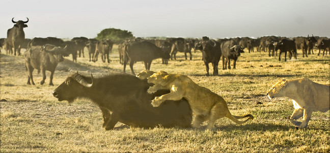 Lioness Vs. Buffalo 10