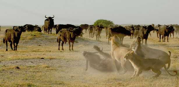 Lioness Vs. Buffalo 12