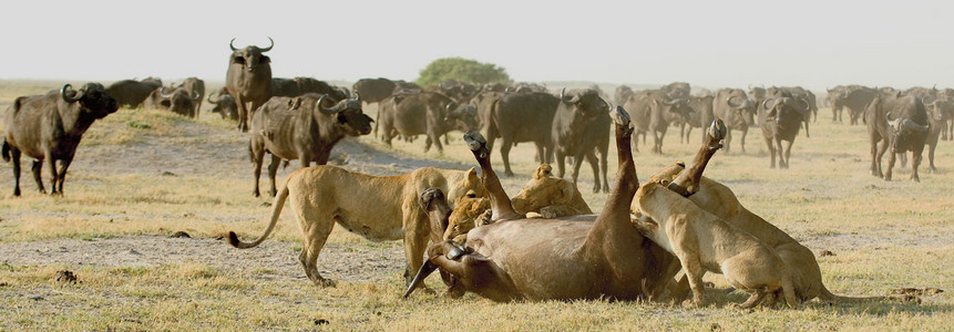Lioness Vs. Buffalo 13