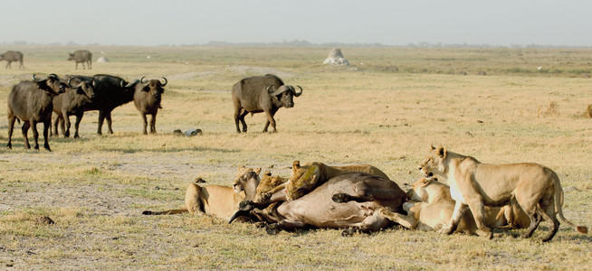 Lioness Vs. Buffalo 14