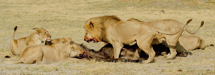 Lioness Vs. Buffalo 16