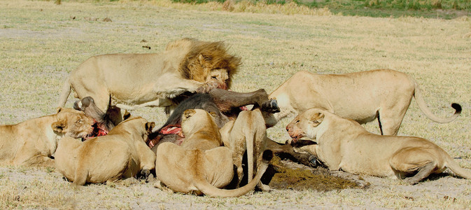 Lioness Vs. Buffalo 17