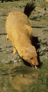 Slender Mongoose