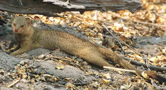 Slender Mongoose