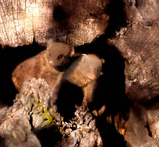Dwarf Mongoose