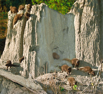 Dwarf Mongoose