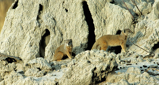 Yellow Mongoose