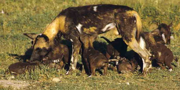 Wild Dogs