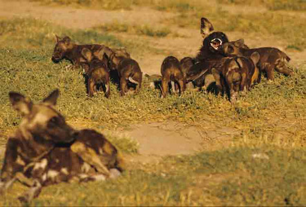 Wild Dogs