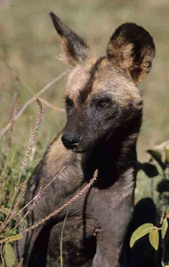 Wild Dogs~6-week Pup-4th Image