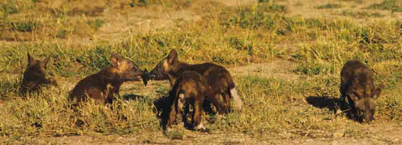 Wild Dogs