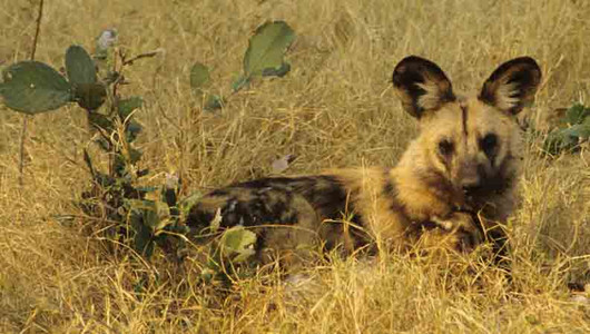 Wild Dogs