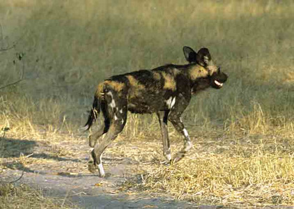 Wild Dogs