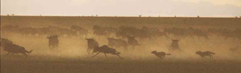 Wild Dogs Hunting Wildebeest