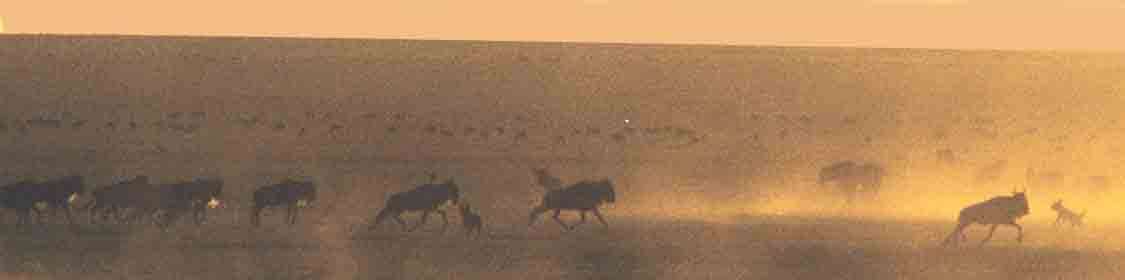 Wild Dogs Hunting Wildebeest