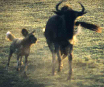 Wild Dogs Hunting Wildebeests-5th image