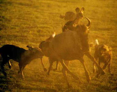 Wild Dogs Hunting Wildebeest