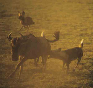 Wild Dogs Hunting Wildebeest