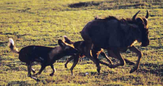 Wild Dogs Hunting Wildebeest
