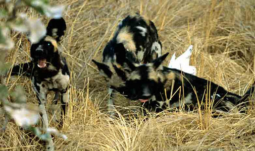 Wild Dogs