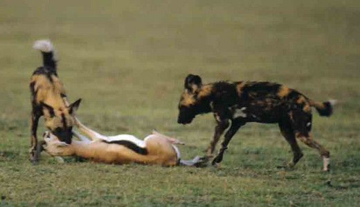 Wild Dogs+Thompson's Gazelle