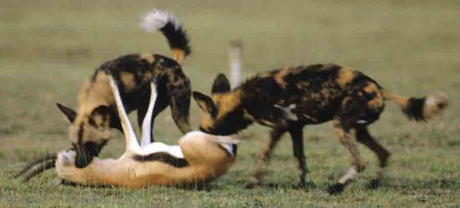 Wild Dogs+Thompson's Gazelle-2nd image