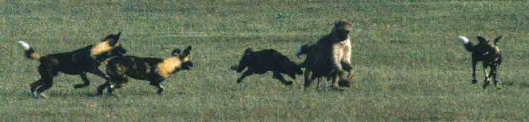 Wild Dogs Chase Hyena
