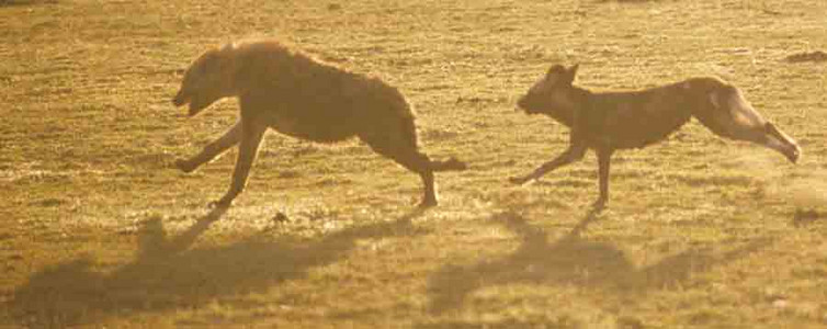 Wild Dogs+Hyena-2nd Image