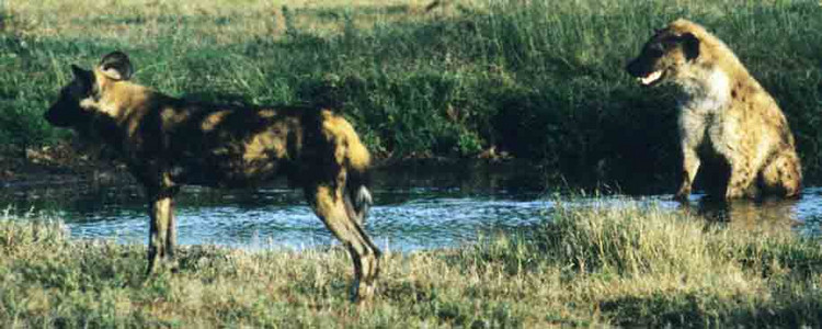 Wild Dogs Chase Hyena