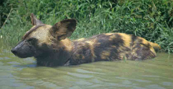 Wild Dog Cools off