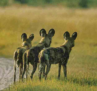 Wild Dogs