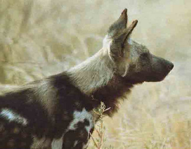 Wild Dogs