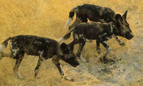 Wild Dog pups