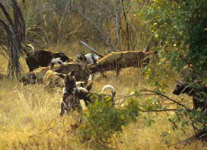 Wild Dogs Playing