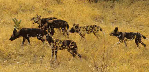 Wild Dogs and Pups