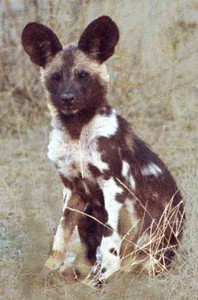Wild Dog Puppy