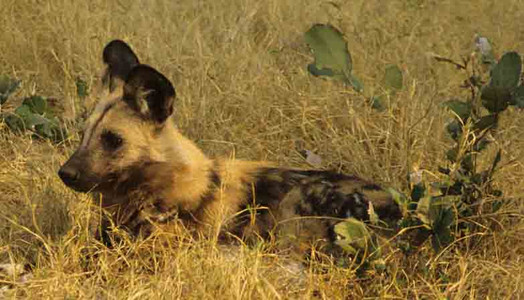Wild Dogs