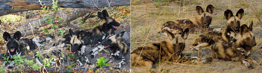 Wild Dogs Resting-2 packs-dbl Image