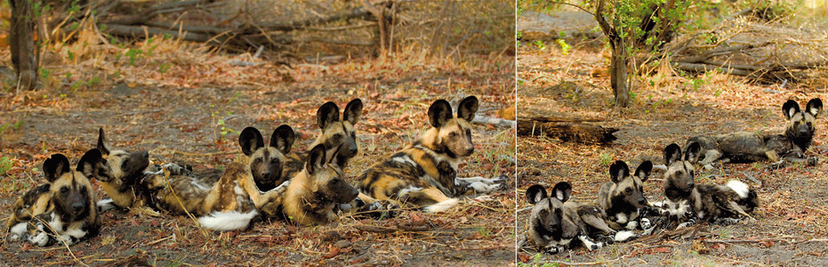 Wild Dogs