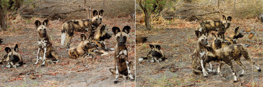 Wild Dogs Resting