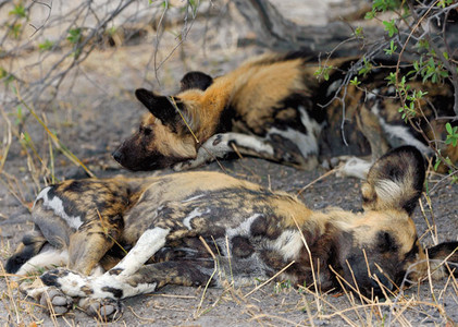 Wild Dogs Under a Bush