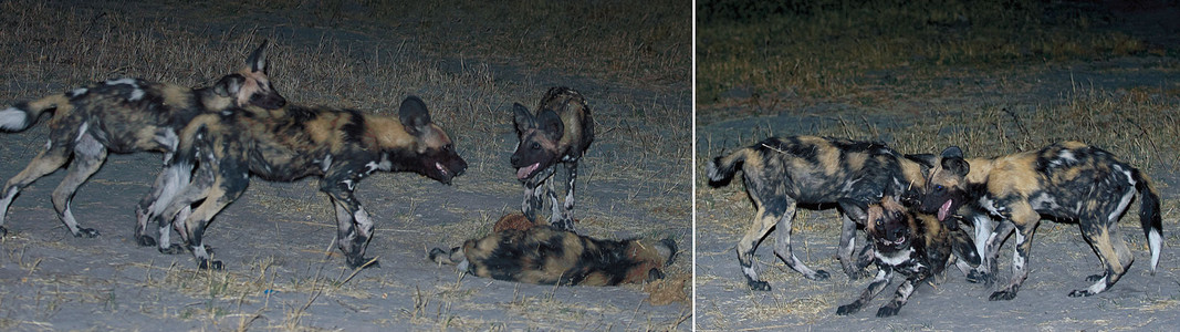 Wild Dogs-night