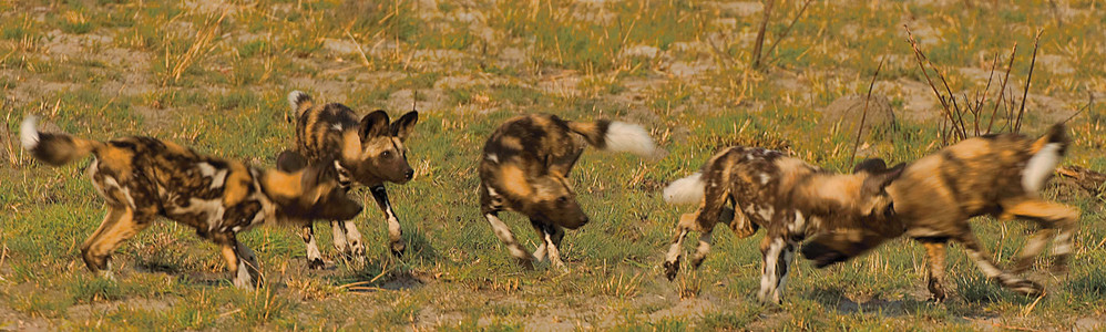 Wild Dogs Friendly Scrum