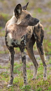 Wild Dog Standing