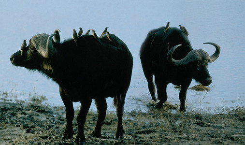 Cape Buffalo with Oxpeckers
