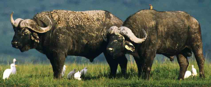 Cape Buffalo